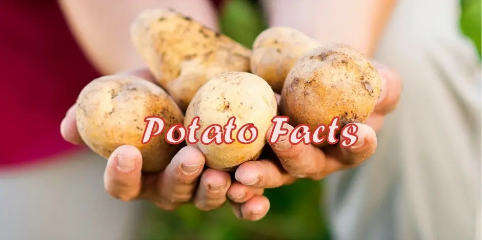 Potato-facts1