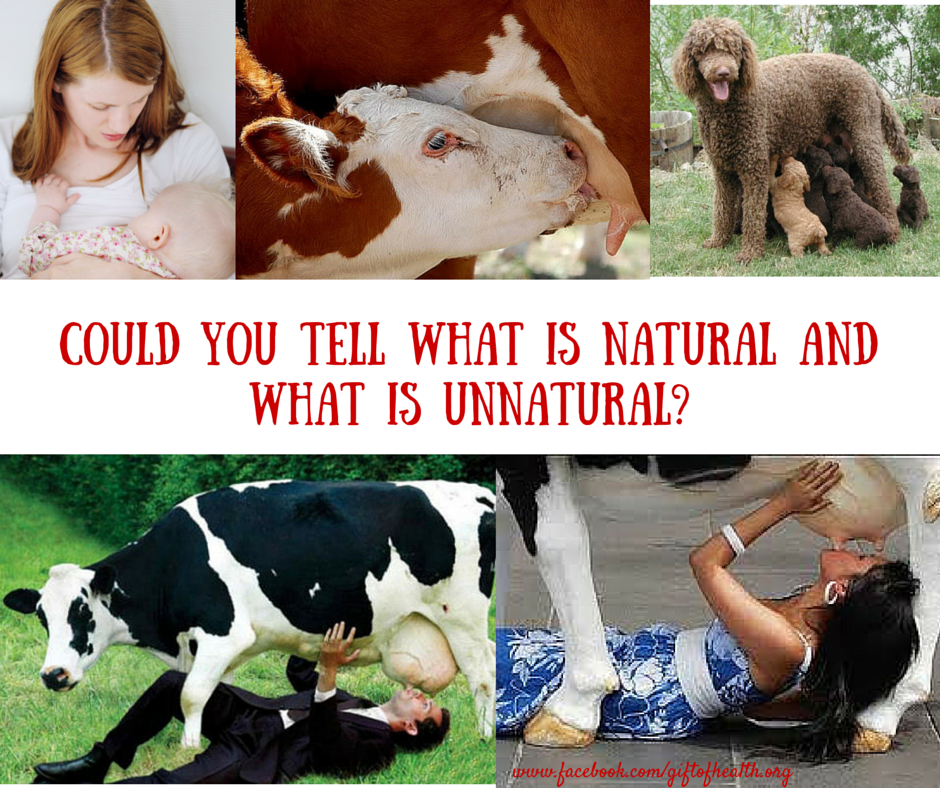 cows-milk-3