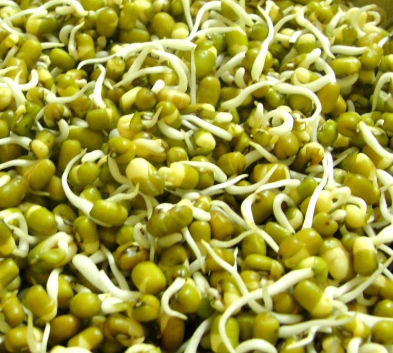 Sprouted mung beans with white roots.